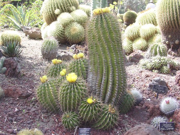 Ferocactus_echidne_1